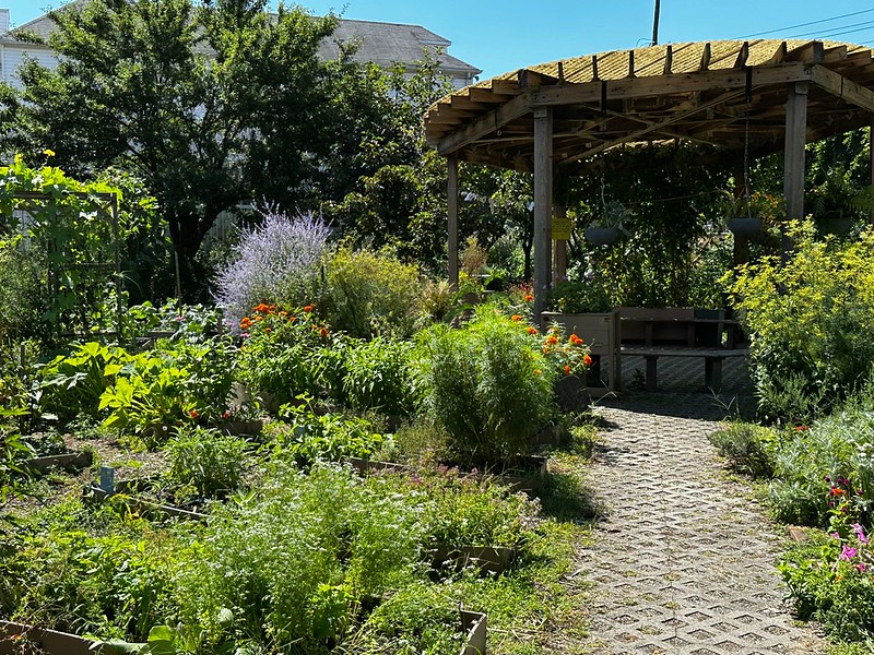 A summer-lush Edible Schoolyard NYC garden